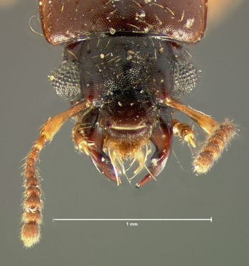 Media type: image; Entomology 6527   Aspect: head dorsal view